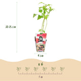 Livraison plante Framboisier Ottawa – Lot de 3 – Pot 9 cm