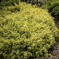 Espirradeira da Fortuna (Euonymus Fortunei) 'Emerald 'n Gold'