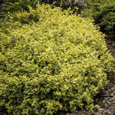 Espirradeira da Fortuna (Euonymus Fortunei) 'Emerald 'n Gold'