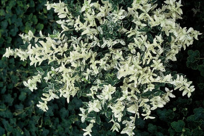 Fusáin da Sorte (Euonymus fortunei) 'Harlequim' - Planta Decorativa com Folhagem Variegada
