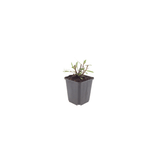 Livraison plante Gaura blanche papillon