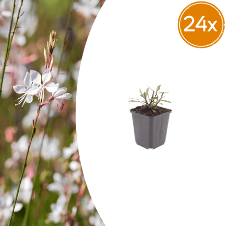 Livraison plante Gaura blanche papillon