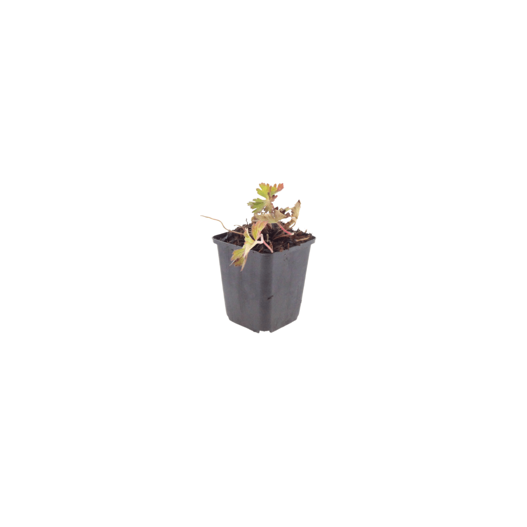 Livraison plante Geranium azur