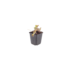 Livraison plante Geranium azur