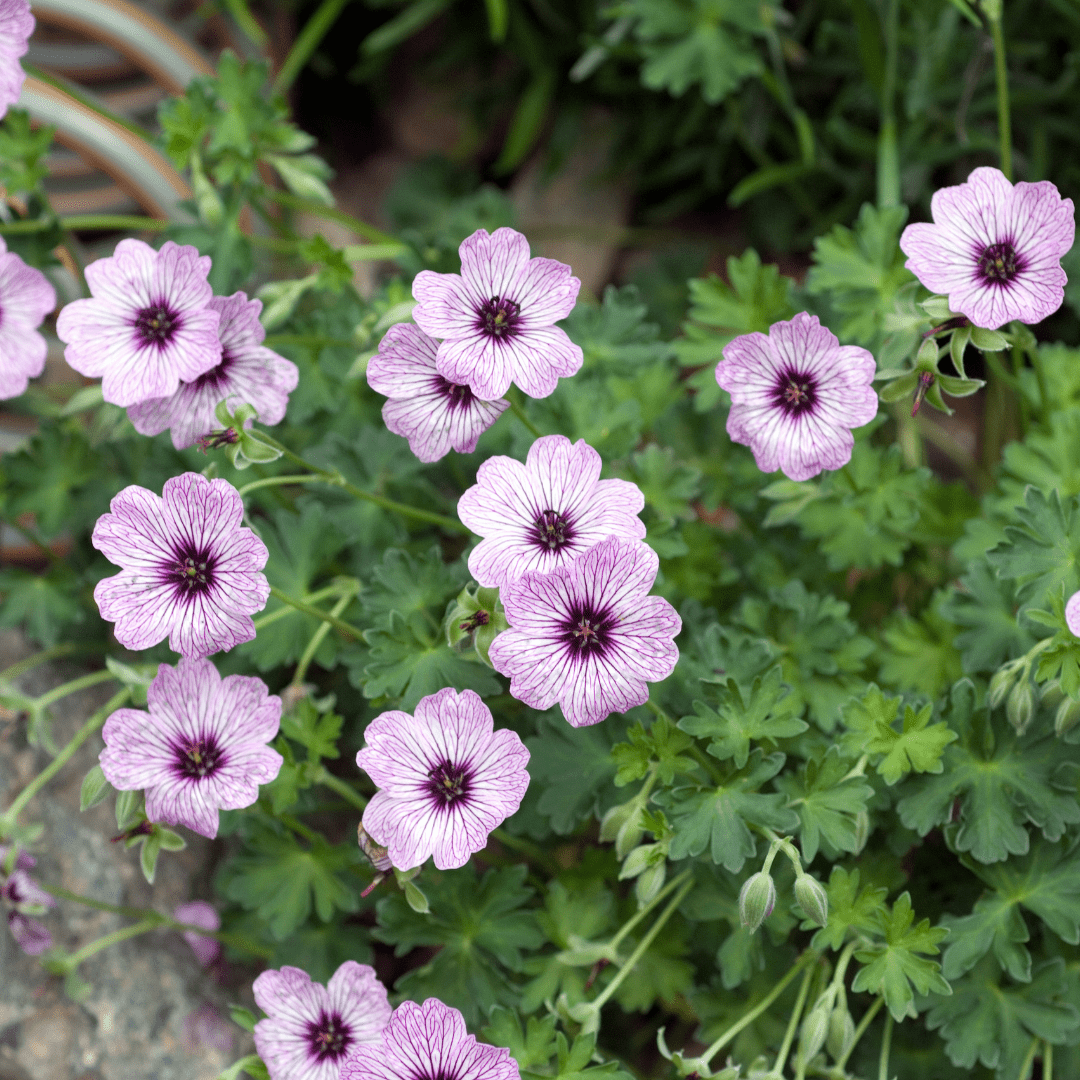 Livraison plante Geranium ballerine