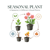 Livraison plante Geranium ballerine
