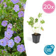 Livraison plante Géranium Rozanne x 20