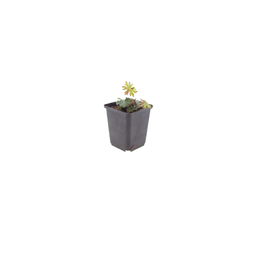 Livraison plante Geranium sanguiné