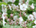 Gerânio Perene (Geranium x cantabrigiense) 'Biokovo'