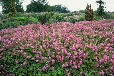 Gerânio Vivaz (Geranium x cantabrigiense) 'Cambridge'