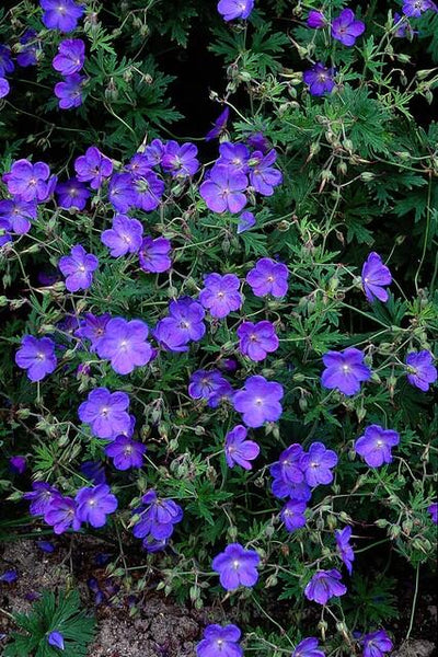 Gerânio Vivaz (Geranium) 'Johnson's Blue'