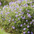 Gerânio Vivaz (Geranium) 'Rozanne'
