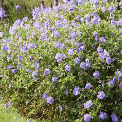 Gerânio Vivaz (Geranium) 'Rozanne'