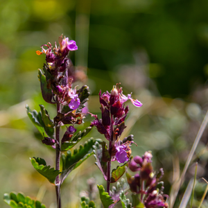 Livraison plante Germandrée luisante
