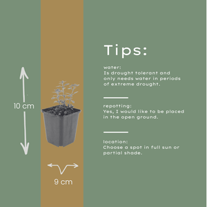 Livraison plante Germandrée luisante