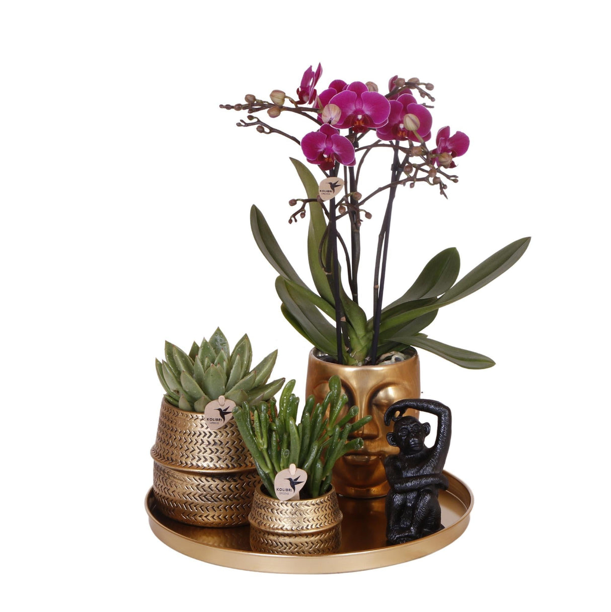 Livraison plante Gift set Hotel Chic | Orchidée Phalaenopsis Pourpre et Succulentes