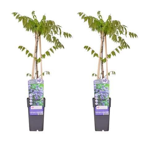 Livraison plante Glycine black dragon - lot de 2 - ↨65cm - Ø15 - plante fleurie grimpante