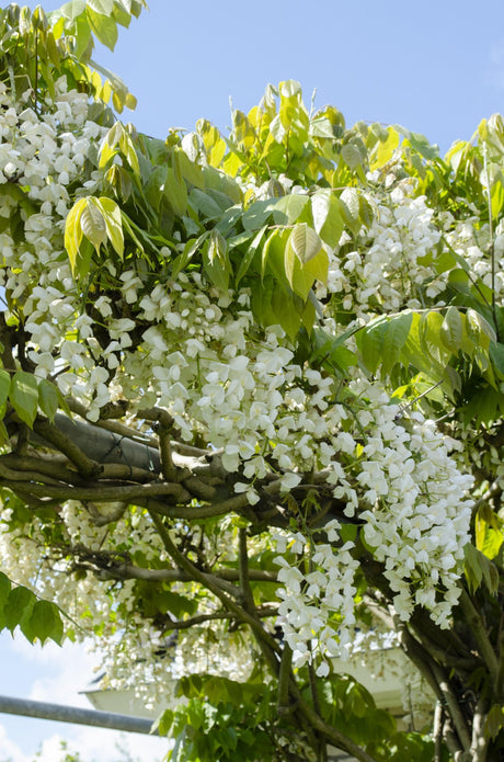 Livraison plante Glycine Blanche