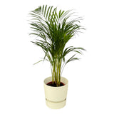 Livraison plante Grand Palmier Areca - Plusieurs tailles et pots