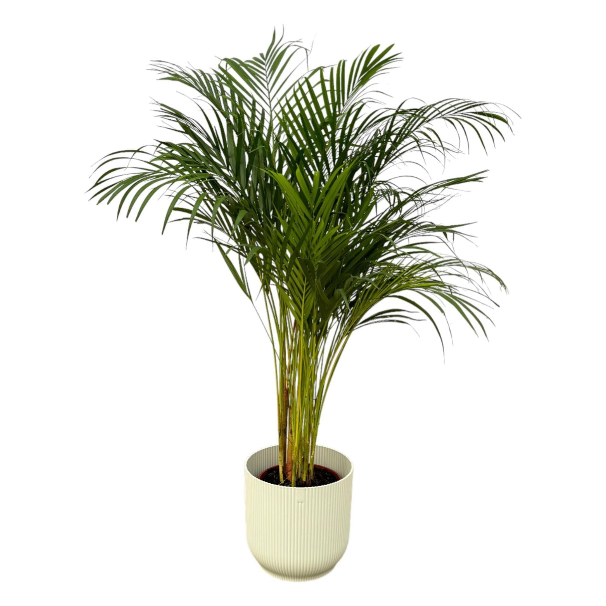 Livraison plante Grand Palmier Areca - Plusieurs tailles et pots