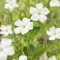 Grande Pervinca (Vinca major) 'Alba'