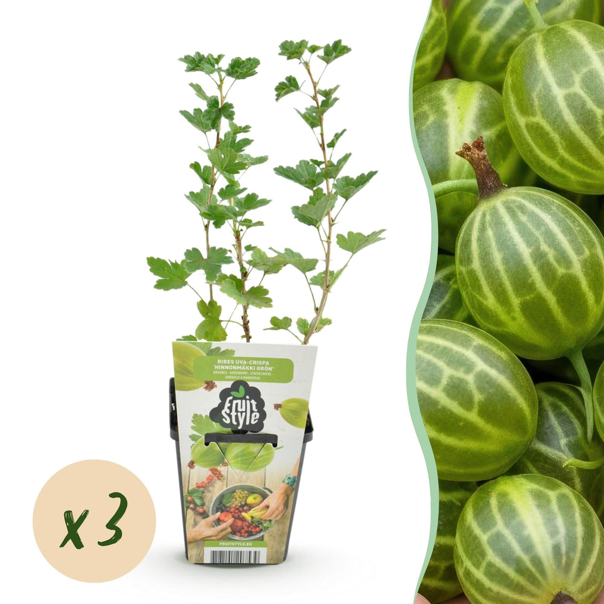 Livraison plante Groseillier à maquereau Hinnonmäki Grün x3