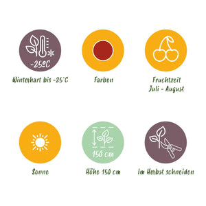 Livraison plante Groseillier à maquereau Hinnonmaki Röd – Lot de 3 – Pot 9 cm