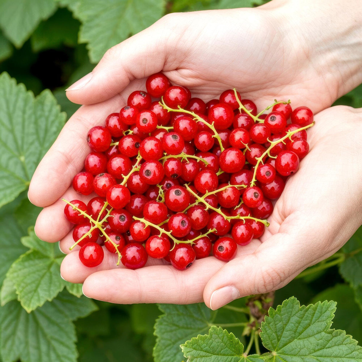 Livraison plante Groseillier Jonkheer van Tets – Lot de 3 – Pot 9 cm