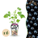 Livraison plante Groseillier Jostabes – Lot de 6 – Pot 9 cm