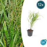 Livraison plante Hakonechloa macra herbe japonaise