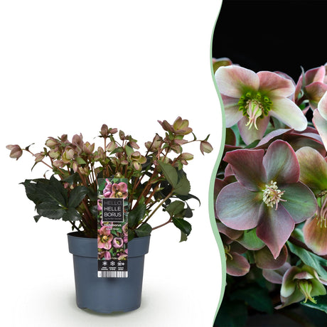 Livraison plante Hellébore Angels Glow – Pot 19 cm – Hauteur 50 cm