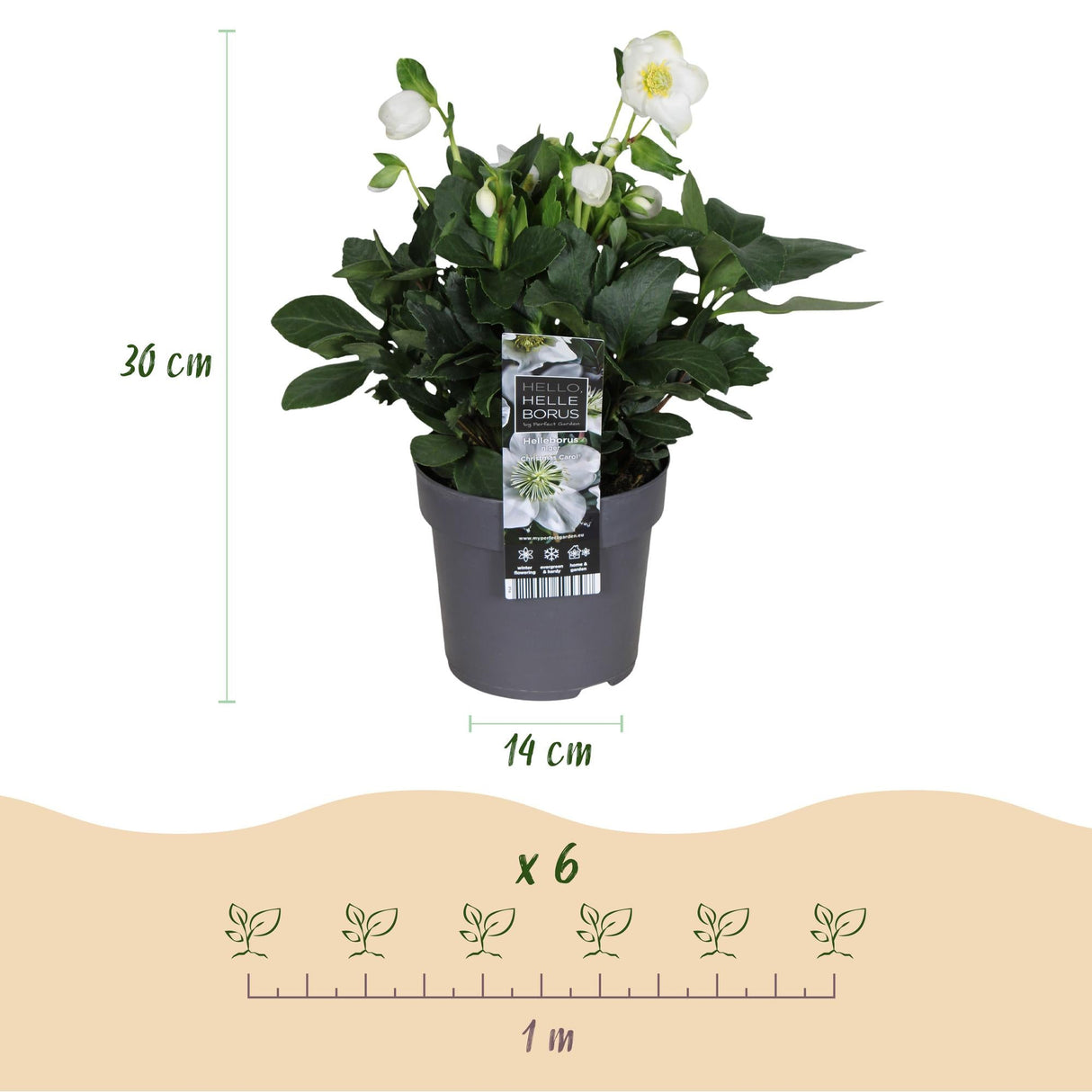 Livraison plante Hellébore Christmas Carol – Lot de 1 – Pot 14 cm – Hauteur 30 cm
