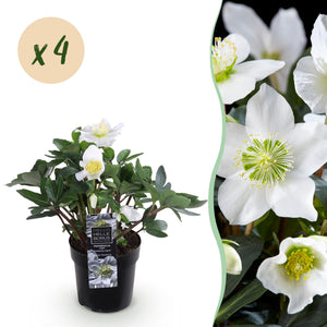 Livraison plante Hellébore Christmas Carol x1