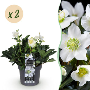 Livraison plante Hellébore Christmas Carol x1