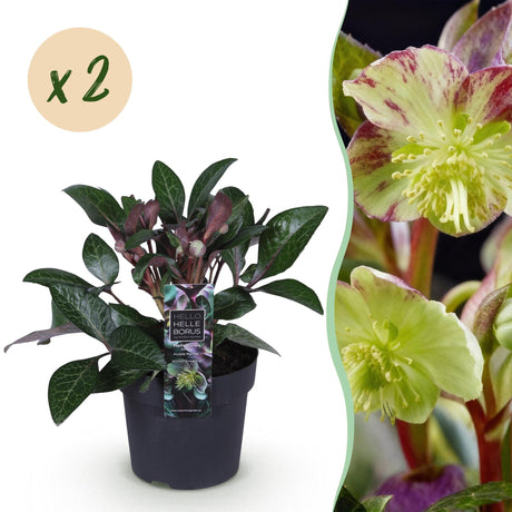 Livraison plante Hellébore livida Purple Marble en pot