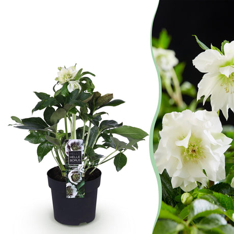 Livraison plante Hellébore orientale Double Ellen White – Pot 14 cm