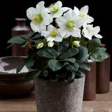 Livraison plante Helleborus niger 'Christmas Carol' - Lot de 12