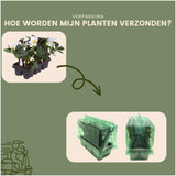 Livraison plante Helleborus niger 'Christmas Carol' - Lot de 24