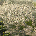 Erva Plumosa (Pennisetum Alopecuroides) 'Hameln'