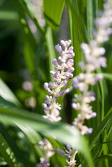 Livraison plante Herbe de Saint - Maître Moneymaker