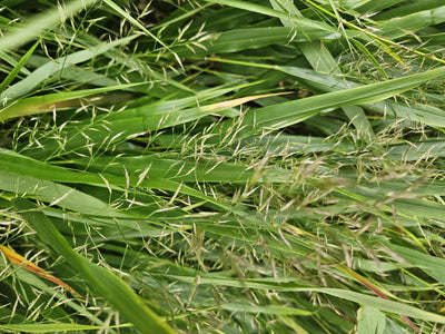 Erva do Japão (Hakonechloa macra)