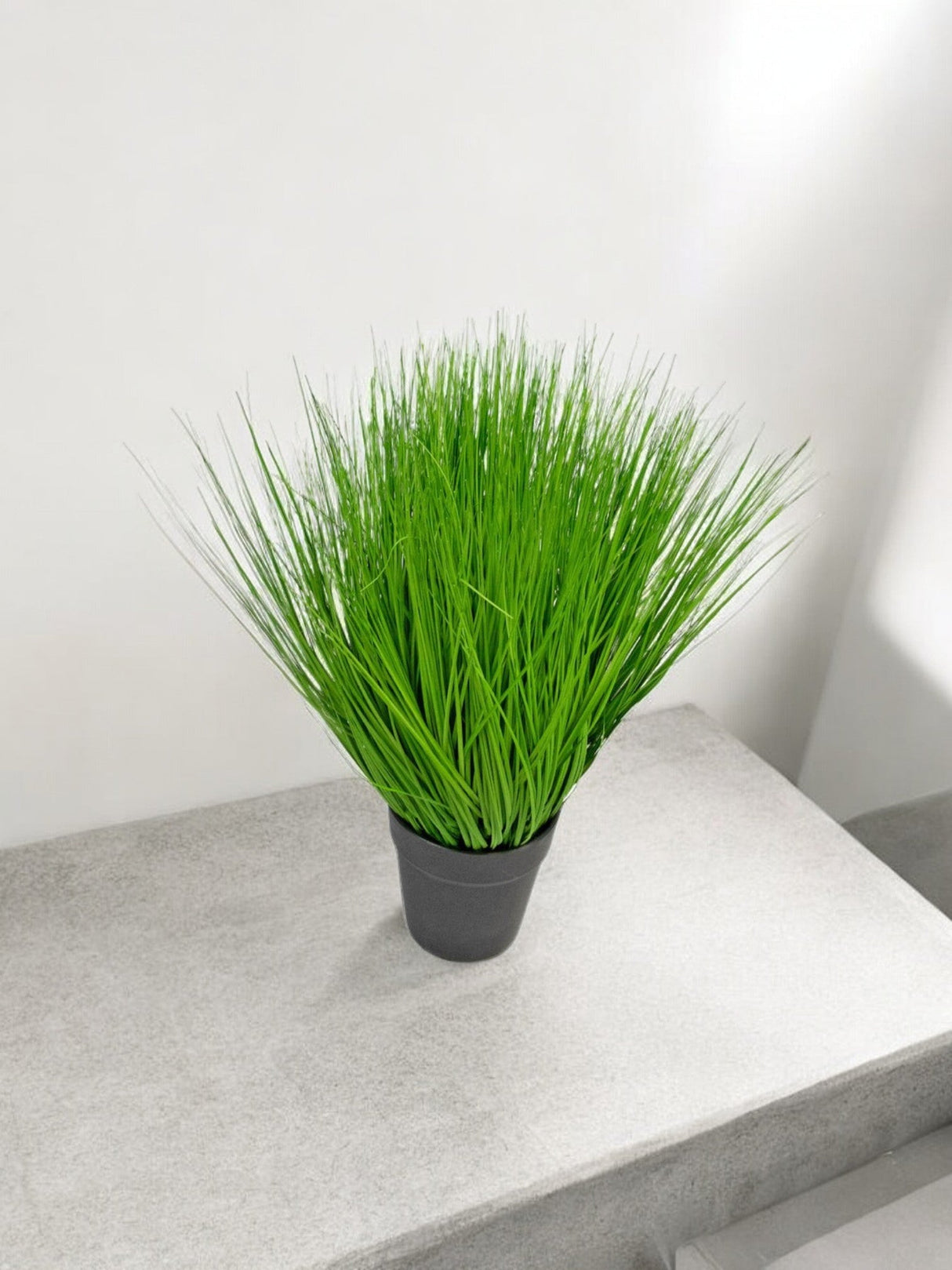 Livraison plante Herbe Plante d'Oignon - Graminée artificielle