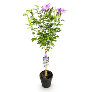 Livraison plante Hibiscus Lavendor Chiffon – Pot 19 cm – Hauteur 90 cm