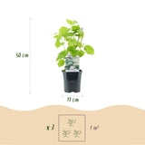 Livraison plante Hortensia Annabelle – Lot de 1 – Pot 17 cm – Hauteur 50 cm