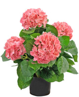 Livraison plante Hortensia Artificiel Blanc