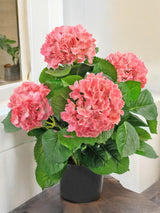 Livraison plante Hortensia artificiel rose