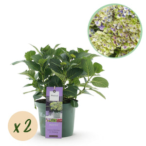 Livraison plante Hortensia bleu bijoux en pot