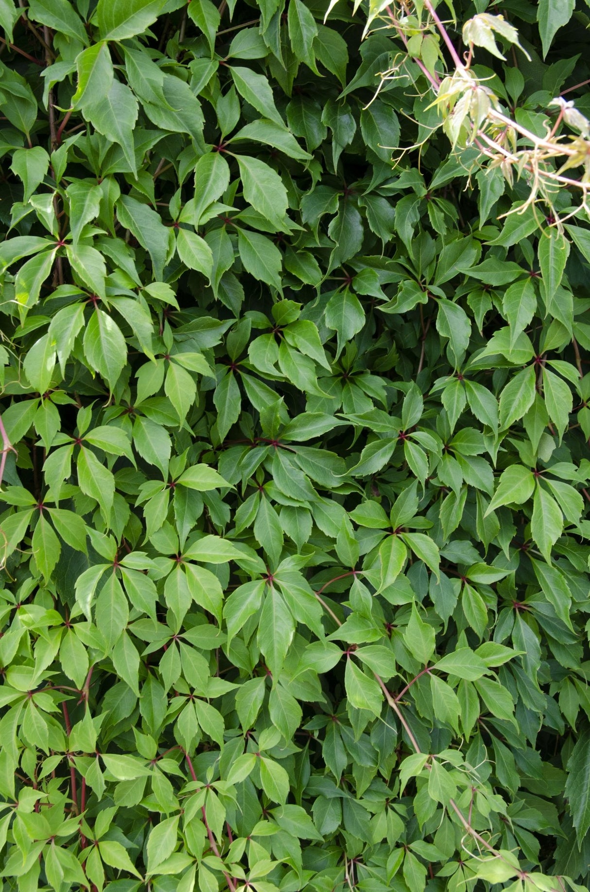 Livraison plante Hortensia 'Engelmannii' - Lot de 4