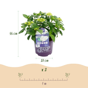 Livraison plante Hortensia Forever & Ever – Pot 23 cm – Hauteur 55 cm