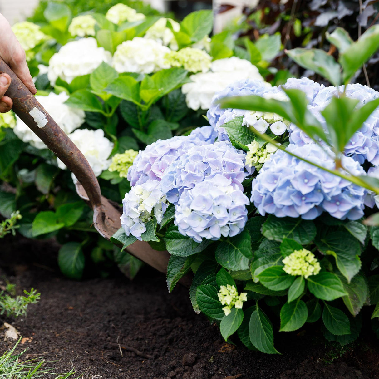 Livraison plante Hortensia Forever & Ever – Pot 23 cm – Hauteur 55 cm